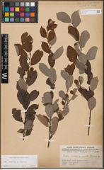 Foto von Salix aurita L. x Salix caprea L.